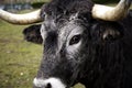Bull in field Royalty Free Stock Photo