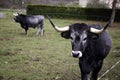 Bull in field