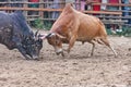 Bull fight Royalty Free Stock Photo