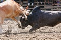 Bull fight Royalty Free Stock Photo