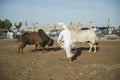 Bull fight in Fujairah Royalty Free Stock Photo