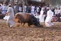 Bull Fight in Fujeirah