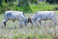 Bull fight Royalty Free Stock Photo