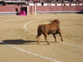 Bull Fighting