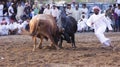 Bull Fighting in Fujeirah