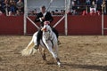 Bull fighting horse Royalty Free Stock Photo