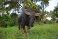 A bull for fighting stands on the grass Royalty Free Stock Photo