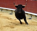 Bull with fire in the horns in spain