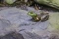 Bull frog Royalty Free Stock Photo