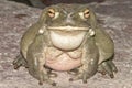 Bull frog close up portrait Royalty Free Stock Photo