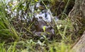 Bull frog in the grass next to a lake Royalty Free Stock Photo