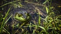 Bull Frog Royalty Free Stock Photo
