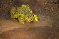 Bull frog, Lithobates catesbeianus or Rana catesbeiana, Ranthambore, Rajasthan, India Royalty Free Stock Photo