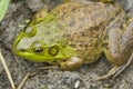 Bull Frog Mud Royalty Free Stock Photo