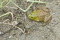 Bull Frog Mud Royalty Free Stock Photo