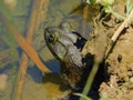 Bull Frog in the Pond
