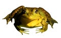 Bull frog sitting on a lily pad looking directly at the viewer Royalty Free Stock Photo