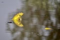 A bull frog sitting in a pond making sound of rasping or grinding. Royalty Free Stock Photo