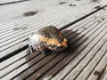 Bull frog on the veranda close up Royalty Free Stock Photo