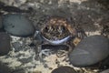 A Bull Frog Royalty Free Stock Photo