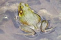 Bull-frog in water close-up 2 Royalty Free Stock Photo
