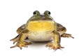 Bull Frog Royalty Free Stock Photo
