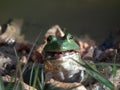 Bull Frogs Royalty Free Stock Photo