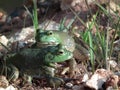 Bull Frogs Royalty Free Stock Photo