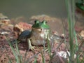 Bull Frogs Royalty Free Stock Photo