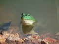 Bull Frogs Royalty Free Stock Photo