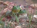 Bull Frogs Royalty Free Stock Photo