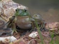 Bull Frogs Royalty Free Stock Photo