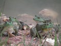 Bull Frogs