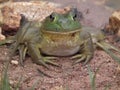Bull Frogs Royalty Free Stock Photo