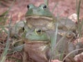 Bull Frogs Royalty Free Stock Photo