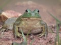 Bull Frogs Royalty Free Stock Photo