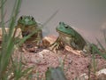 Bull Frogs