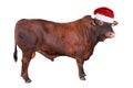 Bull full length isolated on white. Farm animals. Christmas Banner with copy space Royalty Free Stock Photo