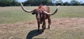 Bull gazing at bystanders