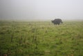 Bull in gloomy rainy pasture during fall.