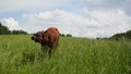 Bull graze grass gadfly