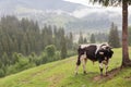 Bull grazes on a meadow against a background of mountains covered with tusan Royalty Free Stock Photo