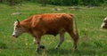 Bull grazes in a pasture eating the green grass in the summer