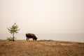 A bull grazes on the shore of Lake Baikal with fog. Royalty Free Stock Photo