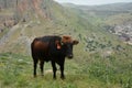 Bull is grazing on the green hills of Galilee under Arbel mount.