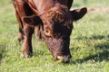 Bull grazing in lush green grass closeup Royalty Free Stock Photo