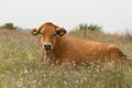 Bull grazing in the meadow on summer day.