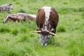 Bull grazing Royalty Free Stock Photo