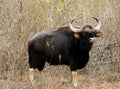 Bull guar, Bos gaurus, Bandipur National Park, Karnataka, India Royalty Free Stock Photo