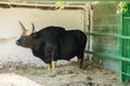Bull Guyale. Guyale, or gaur, is the largest representative of bulls Royalty Free Stock Photo